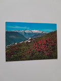 AK Alpenrosenblüte mit Dachstein.