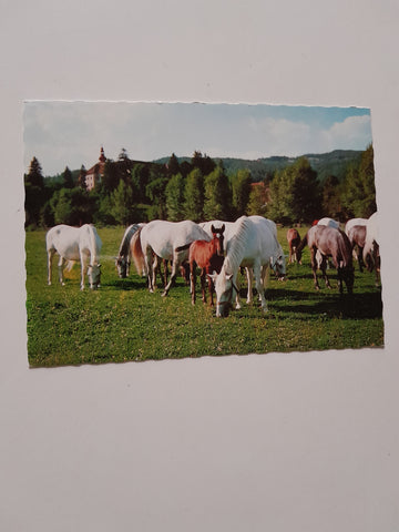 AK Lipizzanergestüt Piber. Köflach.