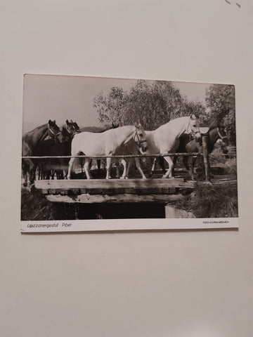 AK Lipizzanergestüt Piber.