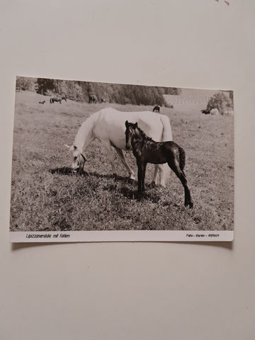 AK Lipizzanergestüt Piber.