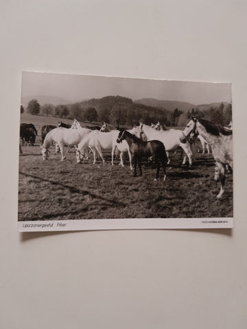 AK Lipizzanergestüt Piber.