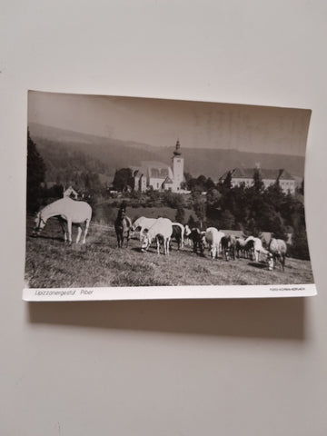 AK Lipizzanergestüt Piber.