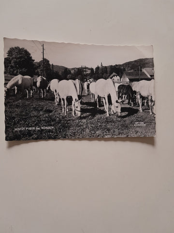 AK Gestüt Piber bei Köflach.
