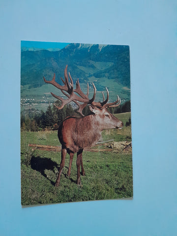 AK Wild- und Naturpark Mautern.