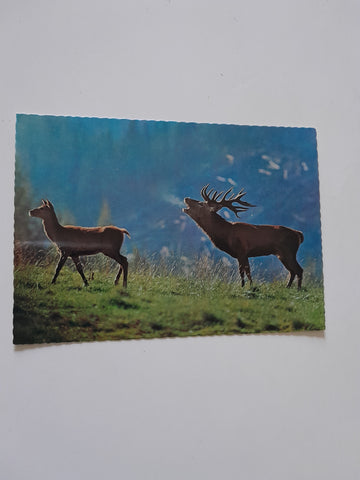AK Hirschbrunft in den Alpen.