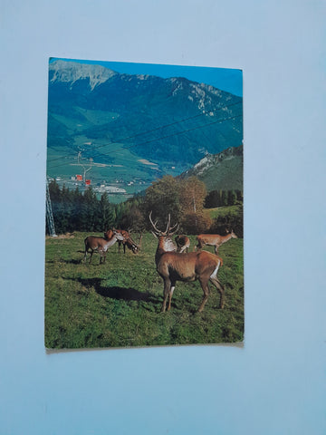 AK Wild- und Naturpark Mautern.