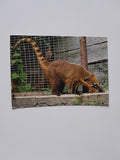 AK Wild- und Tierpark Herberstein. Der südamerikanische Nasenbär. "Schnüffi"