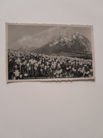 AK Narzissenwiese mit Grimming und Kamm im Ennstal. (1941-42)