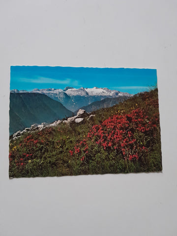 AK Alpenrosenblüte mit Dachstein.
