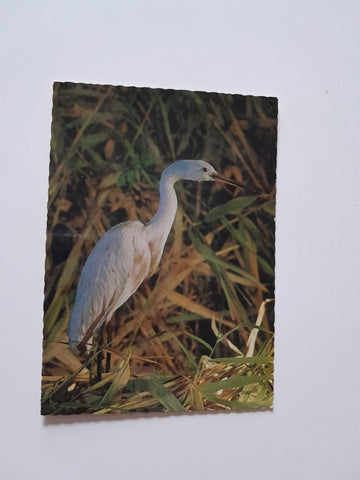 AK Vogelparadies - Neusiedlersee Silberreiher.
