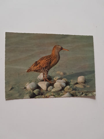 AK Vogelparadies - Neusiedlersee Wasserralle.