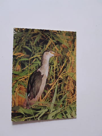 AK Vogelparadies - Neusiedlersee Nachtreiher.