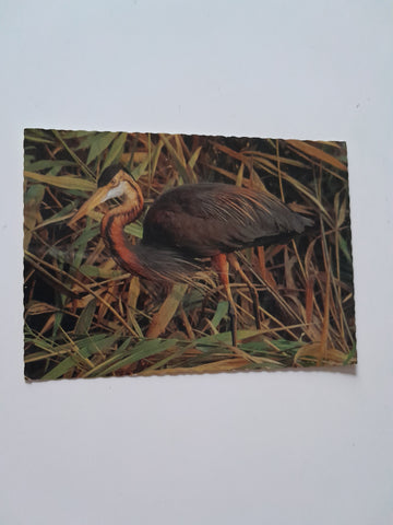 AK Vogelparadies - Neusiedlersee Purpurreiher.