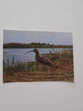 AK Vogelparadies - Neusiedlersee Brachvogel.