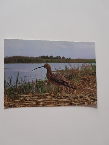 AK Vogelparadies - Neusiedlersee Brachvogel.