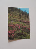 AK Alpenrosenblüte in Osttirol.