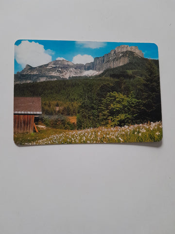 AK Narzissenwiese auf der Blaa-Alm bei Altaussee.