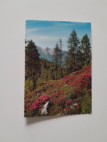 AK Tauplitzalm. Alpenrosenblüte mit Grimming.