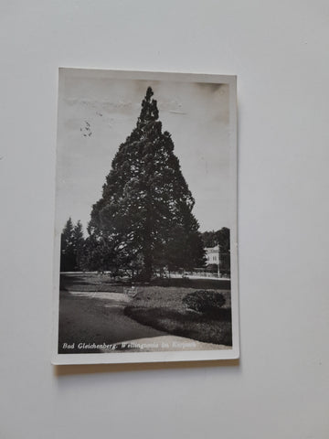 AK Bad Gleichenberg Wellingtonia im Kurpark. (1932-33)