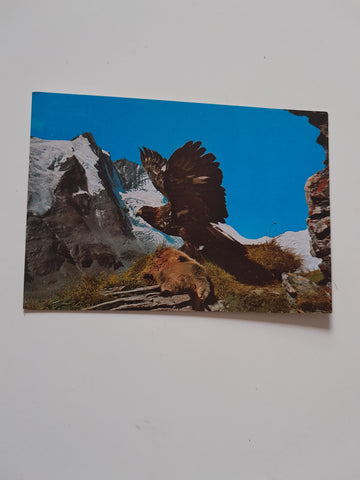 AK Steinadler am Großglockner mit geschlagenem Murmeltier.