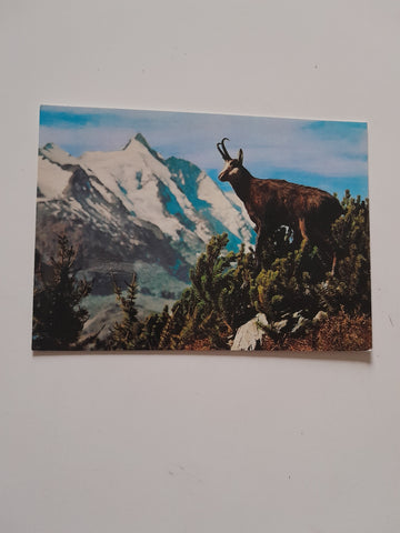 AK Gamsbock am Großglockner.