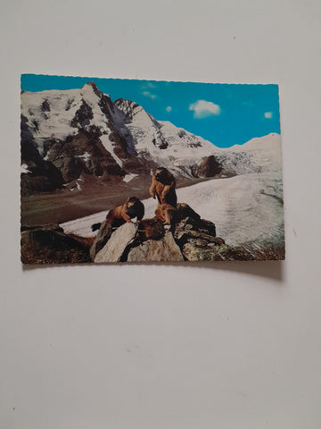 AK Murmeltiere oberhalb der Pasterze. Dahinter: Großglockner.
