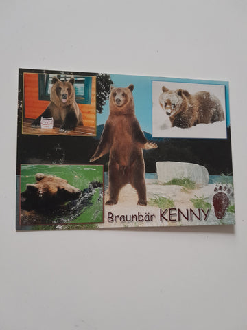 AK Braunbär Kenny. Bärenwald Kärnten. Müllern-Villach.