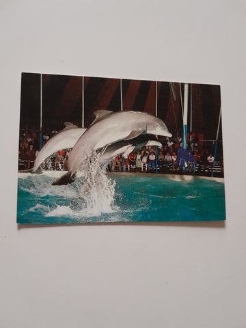 AK Gänserndorf. Safaripark. Florida Delphin-Show.
