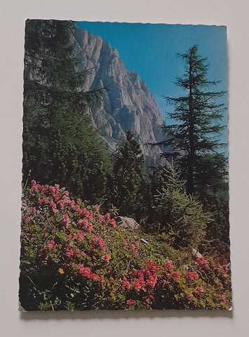 AK Baumer-Alm mit Feistringstein. Jauring bei Aflenz.
