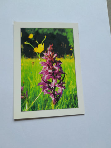 AK Geflecktes Knabenkraut aus P. Gabriel Reiterer Naturerlebnisse. Stift Admont Bibliothek & Museum.