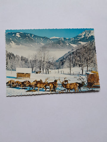 AK Rotwildfütterung.