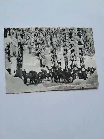 AK Wildfütterung im Ausseer Land.