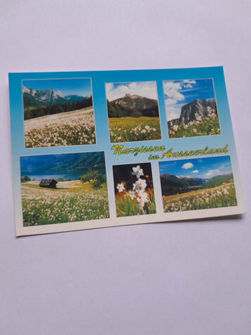 AK Narzissen im Ausseerland.