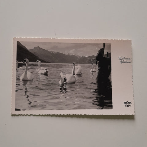 AK Traunsee. Schwäne.