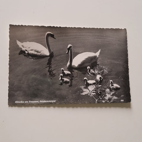 AK Schwäne am Traunsee.