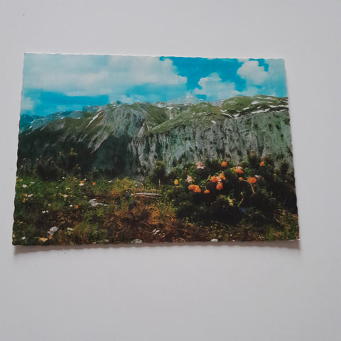 AK Blumenparadies Hochschwab.