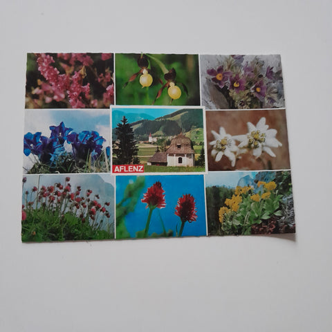 AK Aflenz vom Tutschacher Kreuz. Alpenblumen aus dem Hochschwabgebiet.