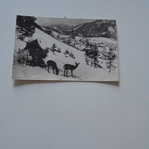 AK Mariazell.