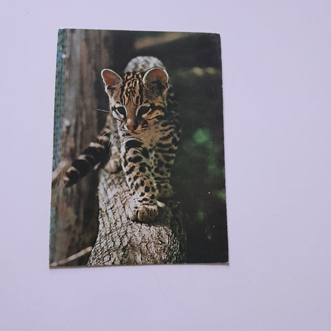 AK Wild- und Tierpark Herberstein. Ozelot.