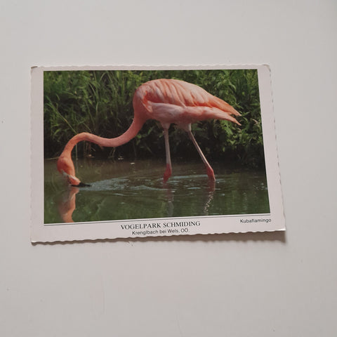 AK Krenglbach bei Wels. Vogelpark Schmiding. Kubaflamingo.