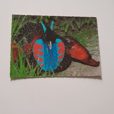 AK Vogelpark Schmiding Krenglbach bei Wels. Balzender Satyrtragopan.