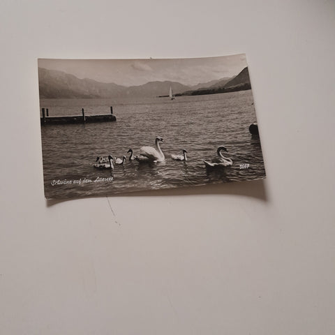 AK Schwäne auf dem Attersee.