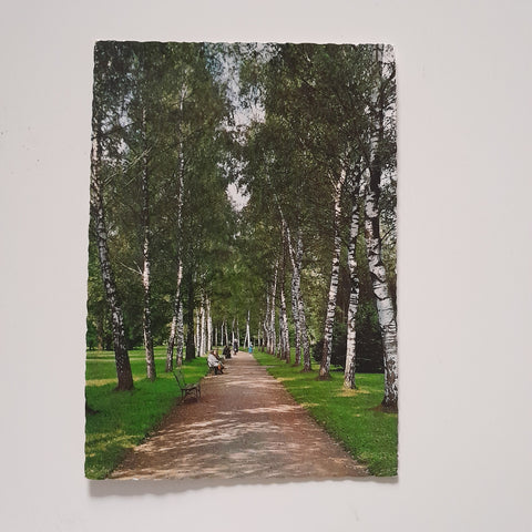 AK Bad Schallerbach. Birkenallee.