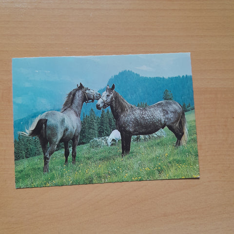 AK Lipizzanergestüt Piber.