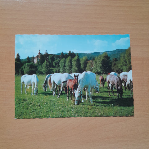 AK Lipizzanergestüt Piber.