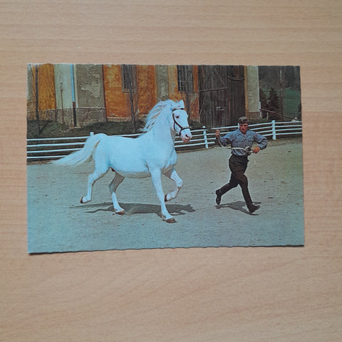 AK Lippizanergestüt Piber. Hengst Maestoso.