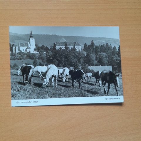AK Lippizanergestüt Piber.