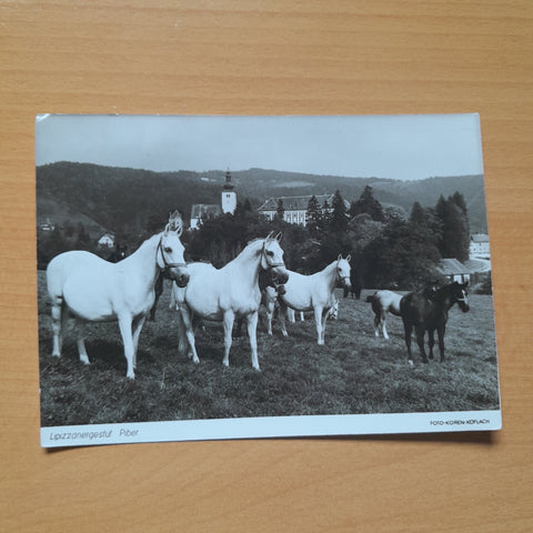 AK Lipizzanergestüt Piber.