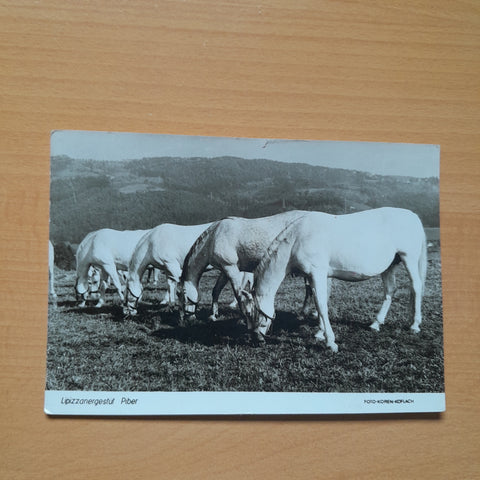 AK Lipizzanergestüt Piber.