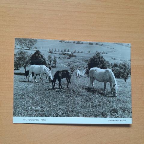 AK Lipizzanergestüt Piber.